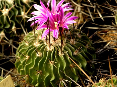 Echinofossulocactus arrigens (Link) Britton et Rose, The Cact., III, 114, 1922